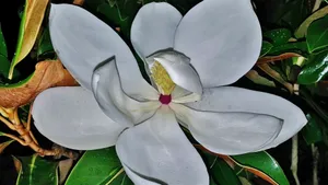 观赏花广玉兰图片_9