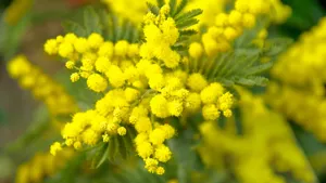 含羞草花的图片_3