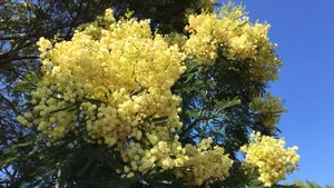 含羞草花的图片_4