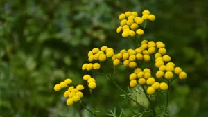 含羞草花的图片_7