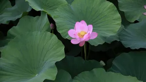 亭亭玉立的荷花图片_6