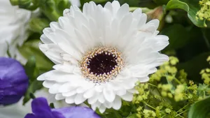白色的非洲菊图片_4