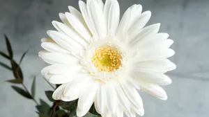白色的非洲菊图片_7
