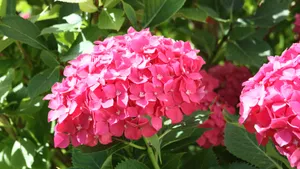 绣球花图片_3