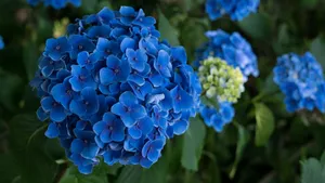 绣球花图片_4