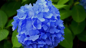 绣球花图片_5
