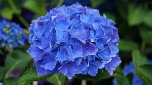 绣球花图片_6