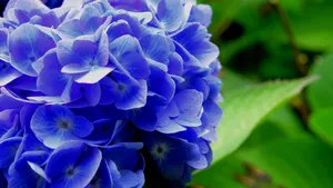 绣球花图片_7