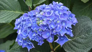绣球花图片_8