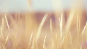 小清新植物花卉图片_2