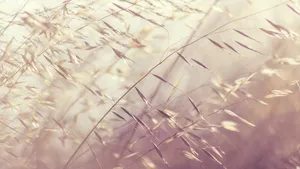 小清新植物花卉图片_4