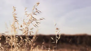 小清新植物花卉图片_5