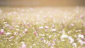 小清新植物花卉图片_9
