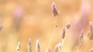 小清新植物花卉图片_10
