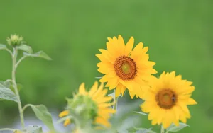 美丽的太阳花图片_3