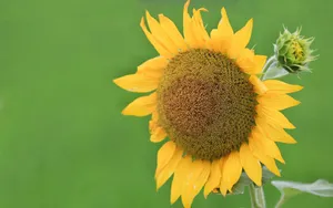 美丽的太阳花图片_4