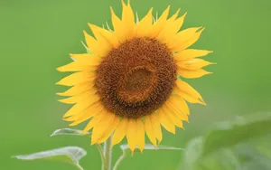美丽的太阳花图片_6