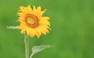 美丽的太阳花图片_7