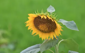 美丽的太阳花图片_9