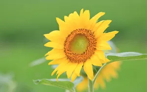 美丽的太阳花图片_10