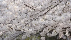 洁白的樱花图片