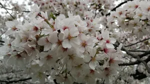 洁白的樱花图片_6