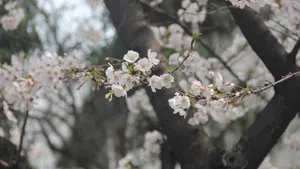 洁白的樱花图片_8