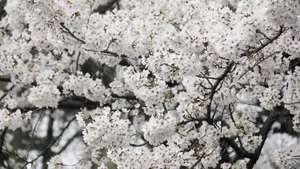 洁白的樱花图片_9