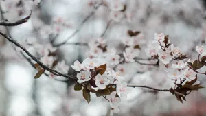 洁白的樱花图片_11
