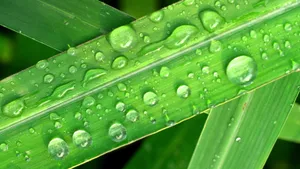 小草上的水珠露珠图片_2
