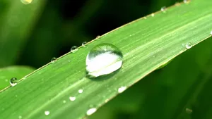小草上的水珠露珠图片_3
