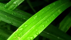 小草上的水珠露珠图片_4