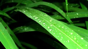 小草上的水珠露珠图片_5