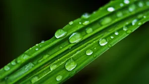 小草上的水珠露珠图片_6
