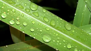小草上的水珠露珠图片_7