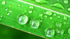 小草上的水珠露珠图片_8