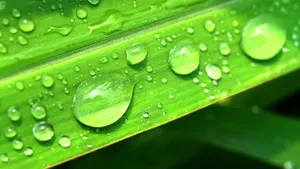 小草上的水珠露珠图片_10