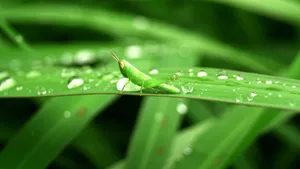 小草上的水珠露珠图片_12