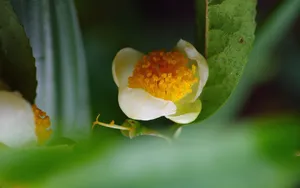 野外的山茶花图片_2