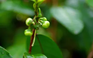 野外的山茶花图片_3