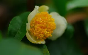 野外的山茶花图片_4
