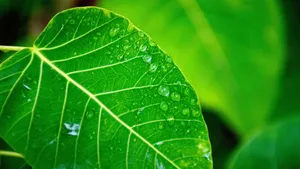 花草树叶上的小水珠图片_2
