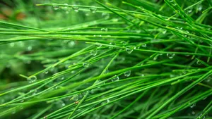 花草树叶上的小水珠图片_5