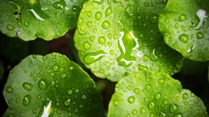 花草树叶上的小水珠图片_6