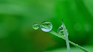 花草树叶上的小水珠图片_7