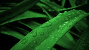 花草树叶上的小水珠图片_8