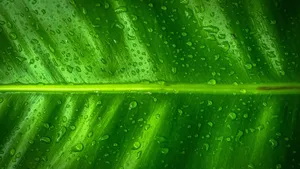 花草树叶上的小水珠图片_9
