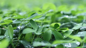 花草树叶上的小水珠图片_10
