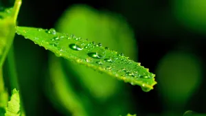 花草树叶上的小水珠图片_11
