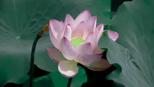 出淤泥而不染的荷花图片_2